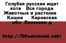 Голубая русская ищит кота - Все города Животные и растения » Кошки   . Кировская обл.,Сезенево д.